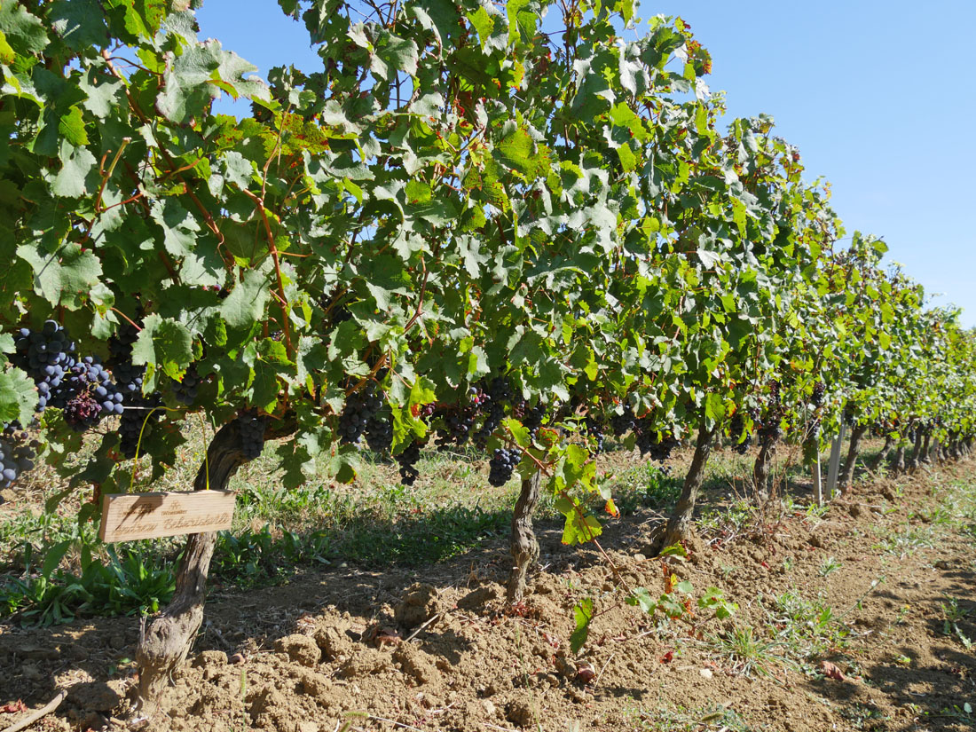 Виноградник на урожай